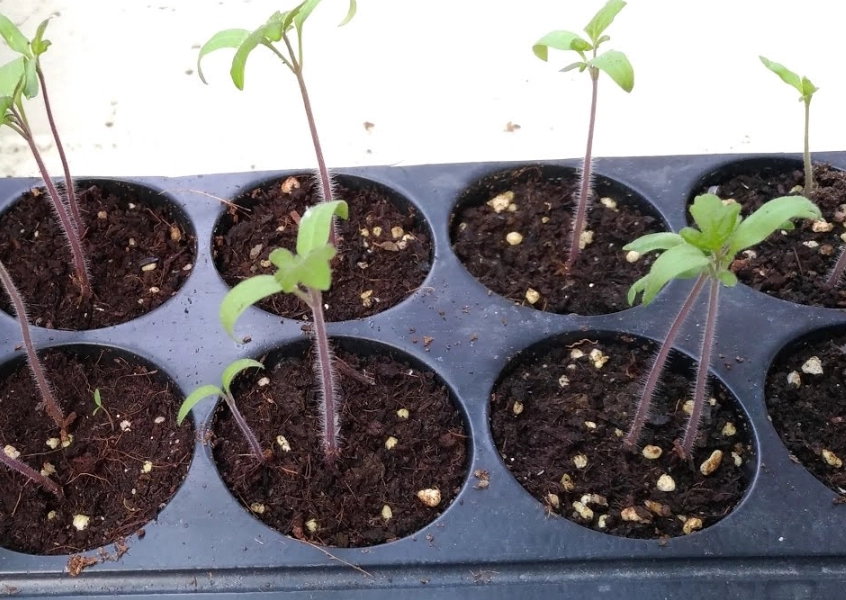 小番茄發芽方法