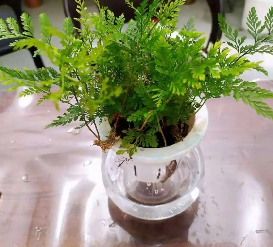 水培狼尾蕨方法