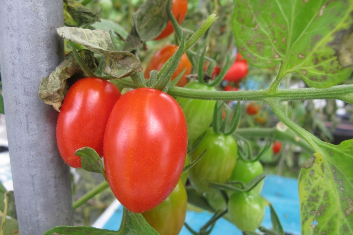 小番茄修剪方法 小番茄修剪方法