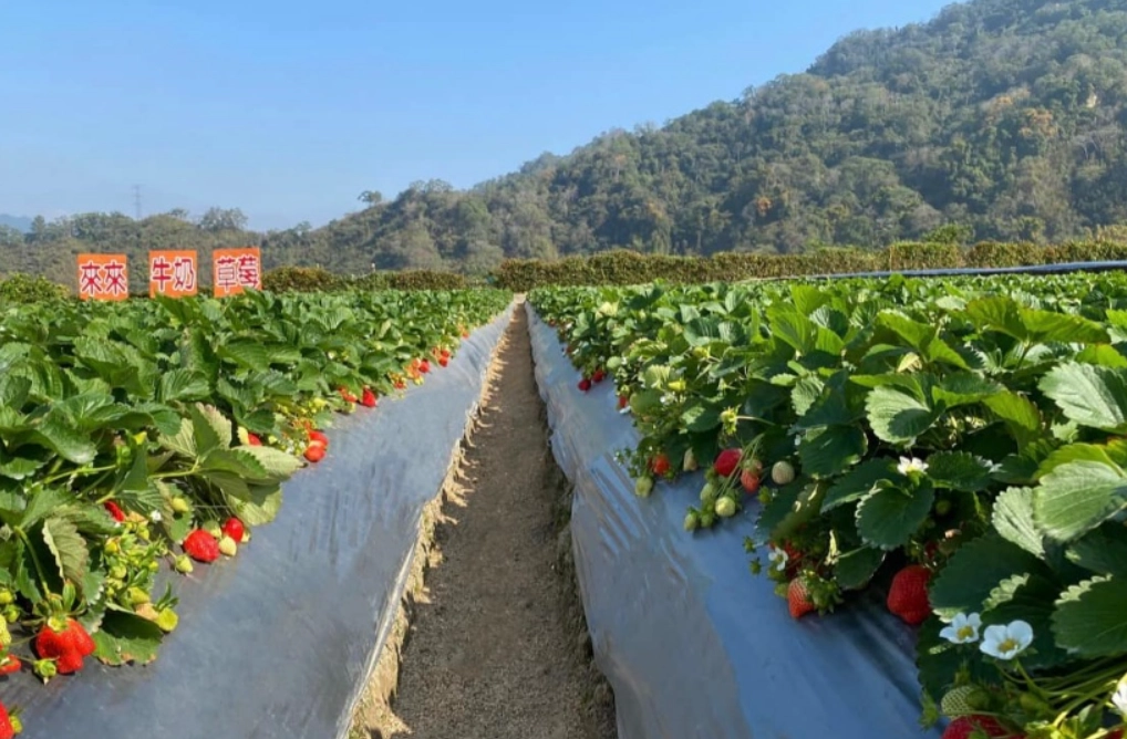 苗栗旅遊景點推薦 苗栗旅遊景點推薦
