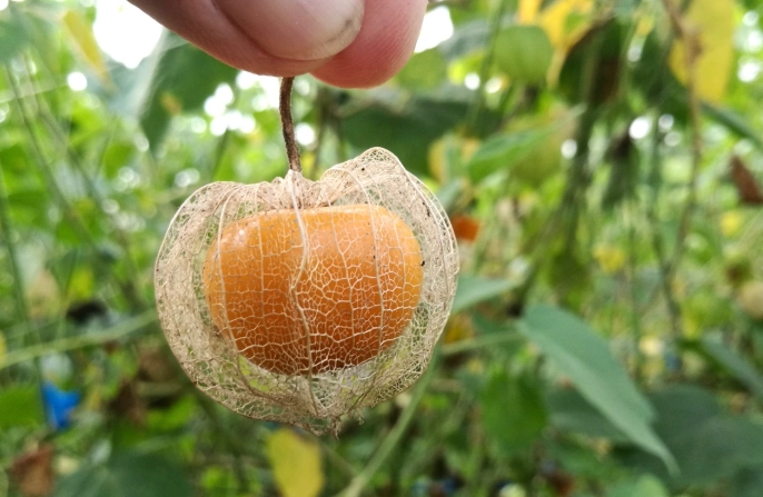 燈籠果種植光照