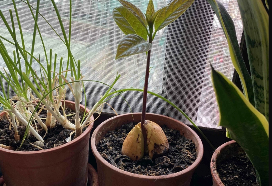 酪梨種植技巧 酪梨種植技巧