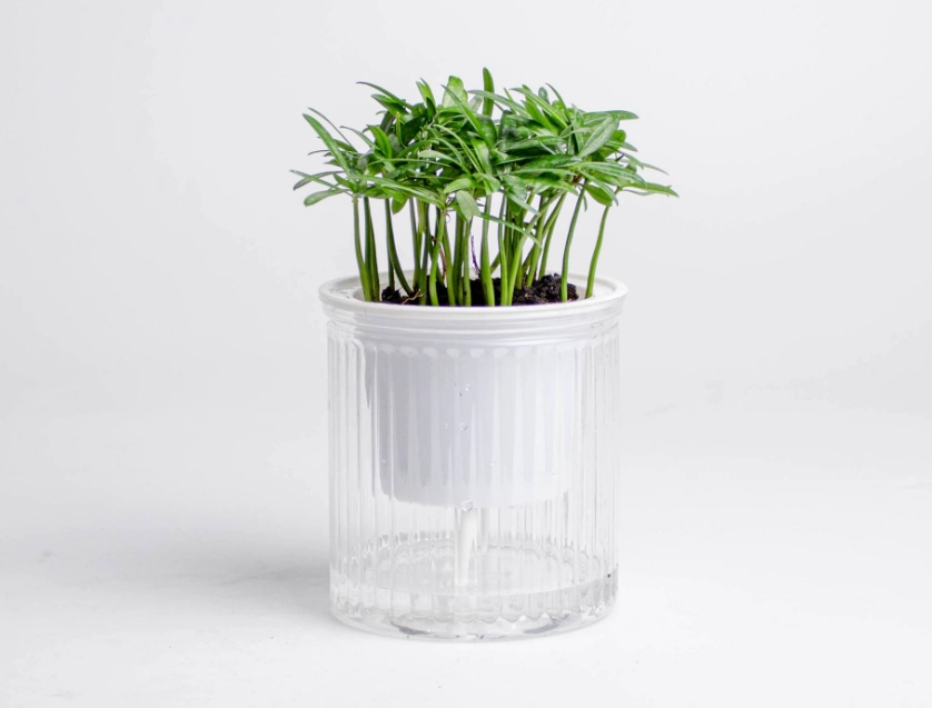 羅漢松水耕方法 羅漢松水耕方法