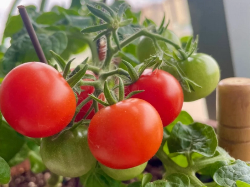 番茄保存方法 番茄保存方法