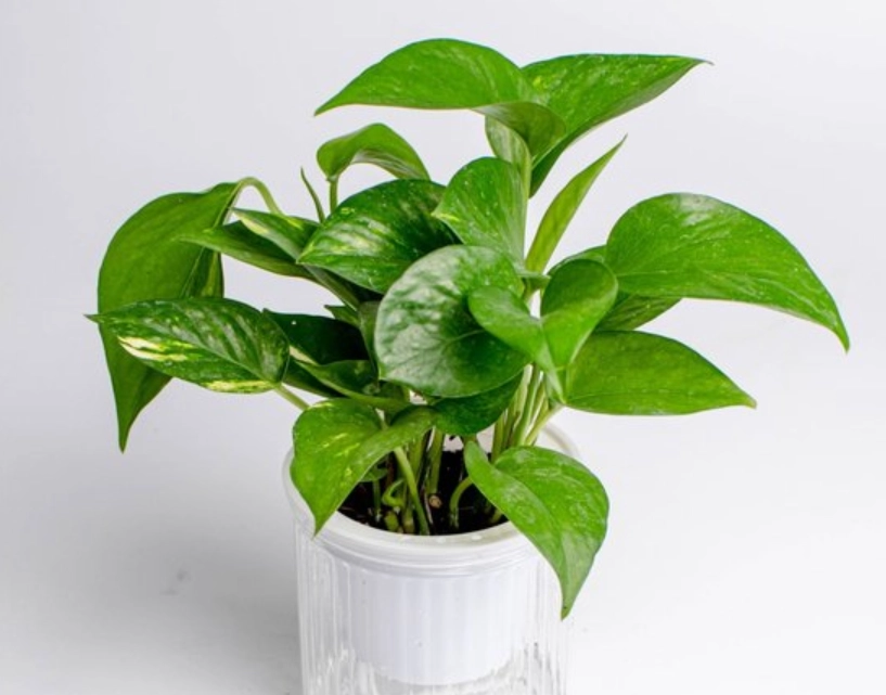 黃金葛毒性症狀 黃金葛毒性症狀