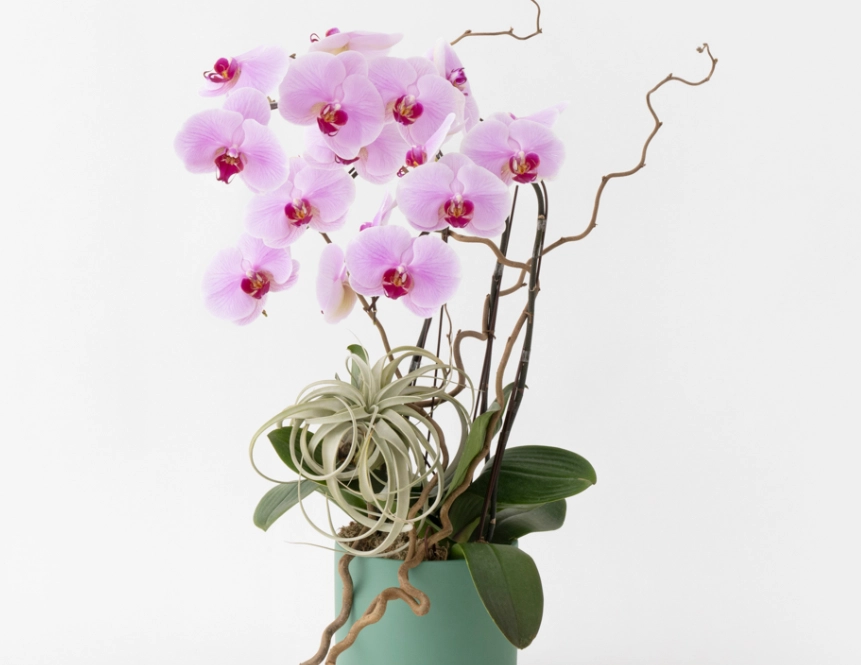 無介質蘭花種植