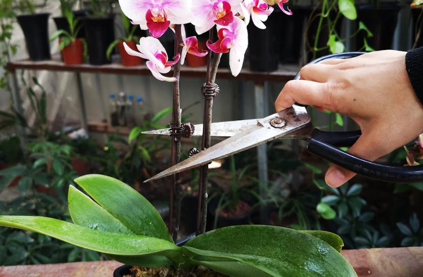蝴蝶蘭花後修剪