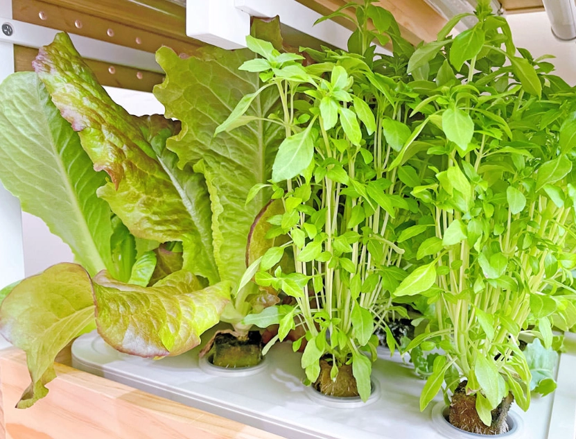 水耕栽培 水耕栽培