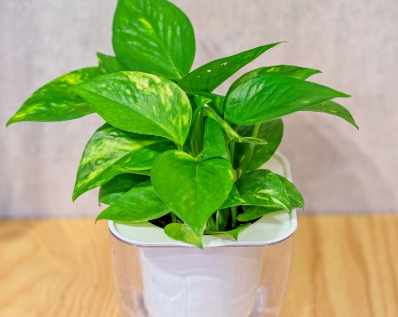 黃金葛對寵物有害嗎