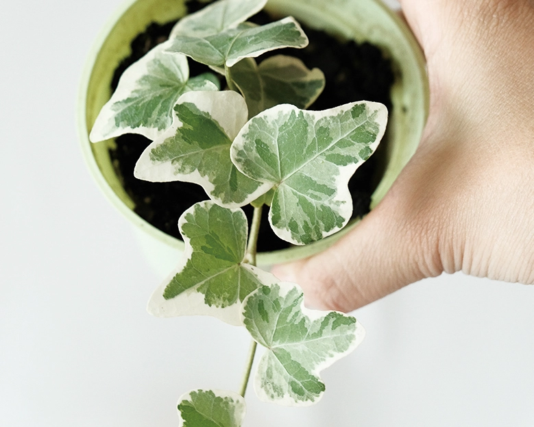 雪瑩常春藤養護