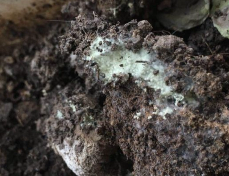 發霉土壤能用嗎 發霉土壤能用嗎