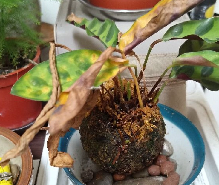 苔球復活 苔球復活