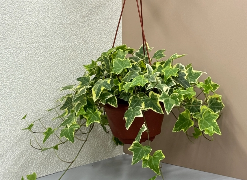 常春藤照顧方法