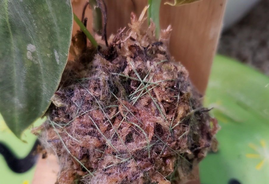 苔球發霉處理 苔球發霉處理