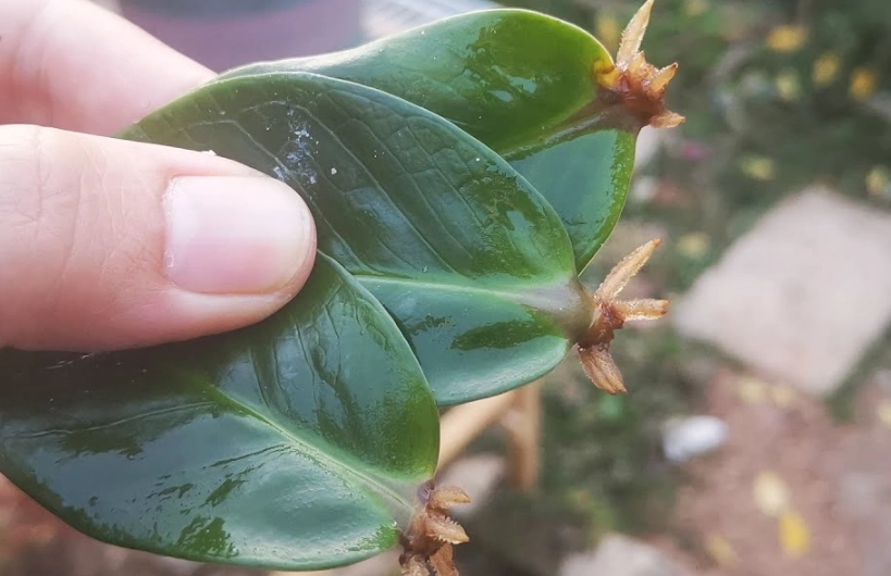 金錢樹葉插繁殖 金錢樹葉插繁殖