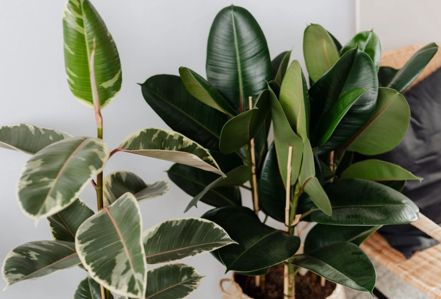 大型室内耐阴植物 大型室内耐阴植物