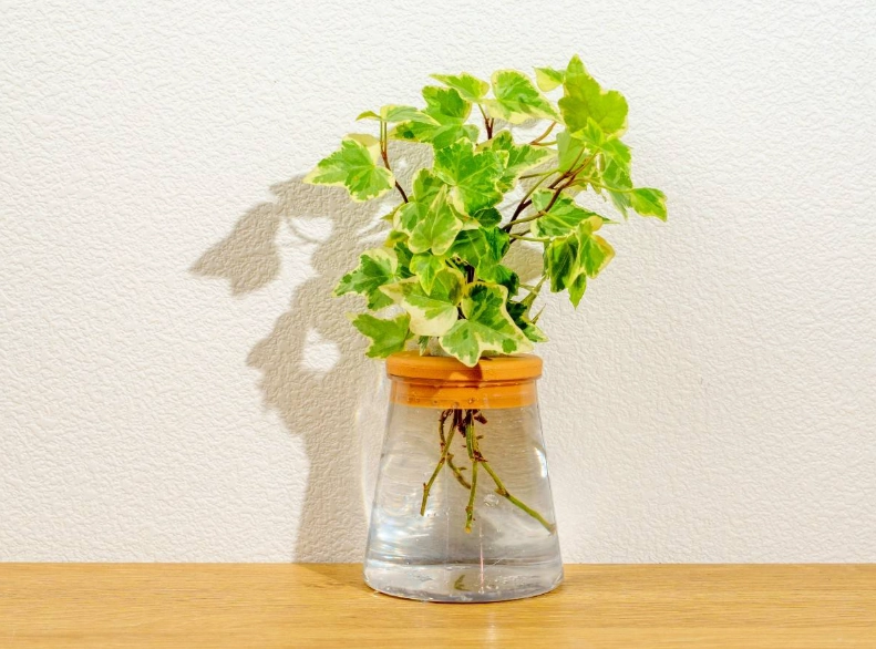 常春藤水耕方法 常春藤水耕方法