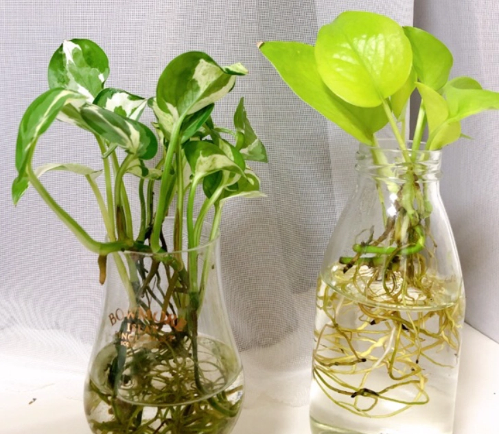 水耕葉片生長問題