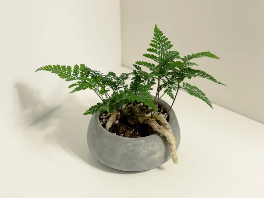 兔腳蕨分株方法 兔腳蕨分株方法