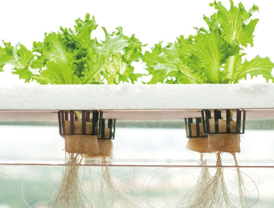 水耕栽培 水耕栽培