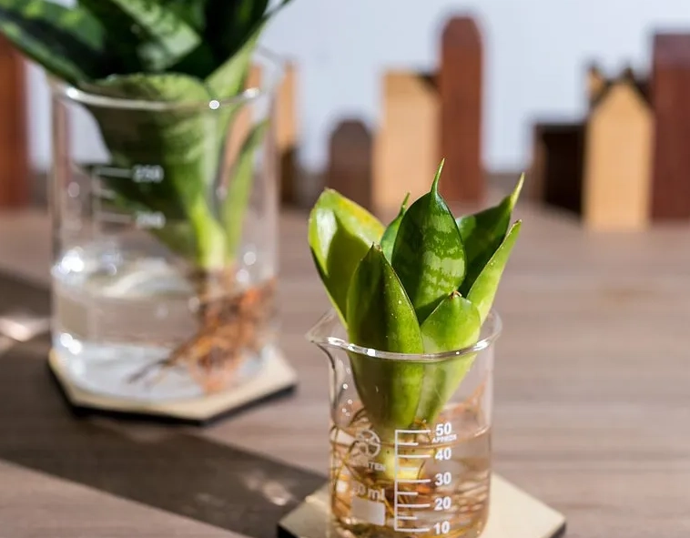 水培植物 水培植物