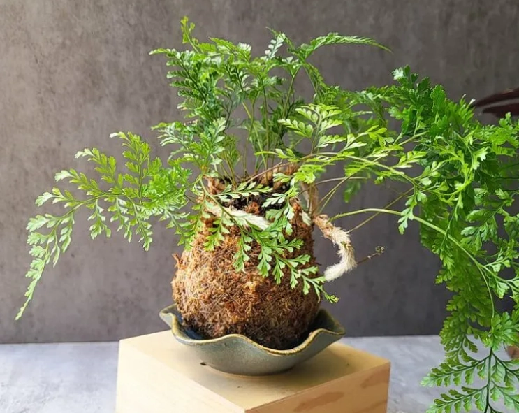 兔腳蕨養護指南