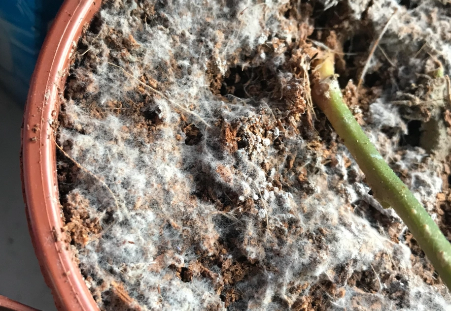 酒精防治發霉 酒精防治發霉