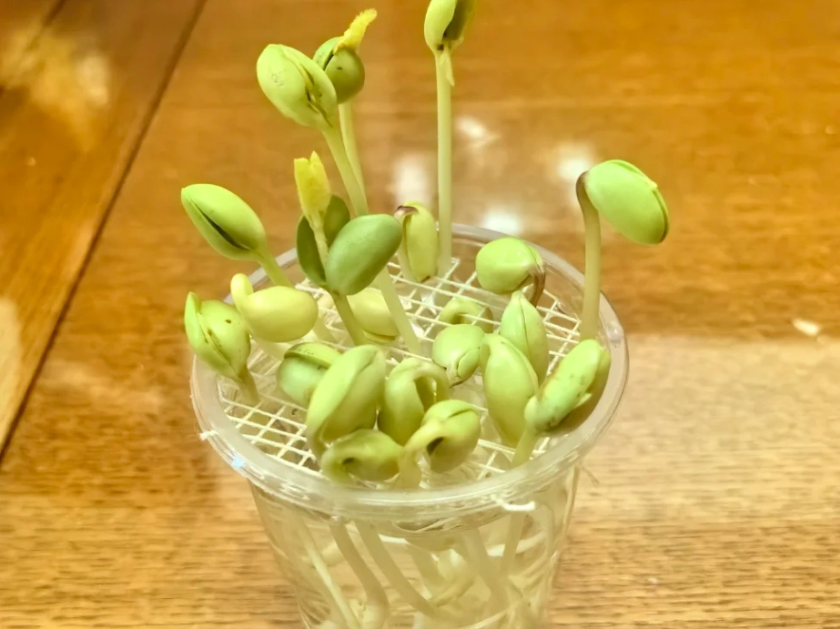 水耕黃豆優點 水耕黃豆優點