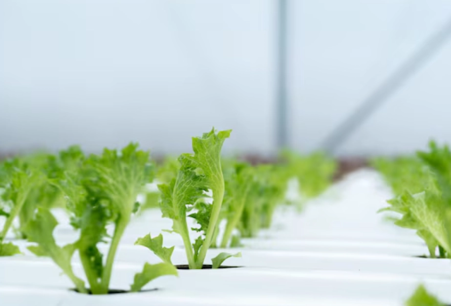 水耕植物生長不良 水耕植物生長不良