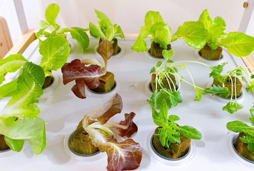 水耕植物生長不良 水耕植物生長不良