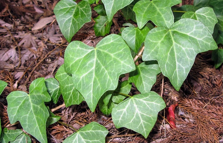 常春藤葉子養護