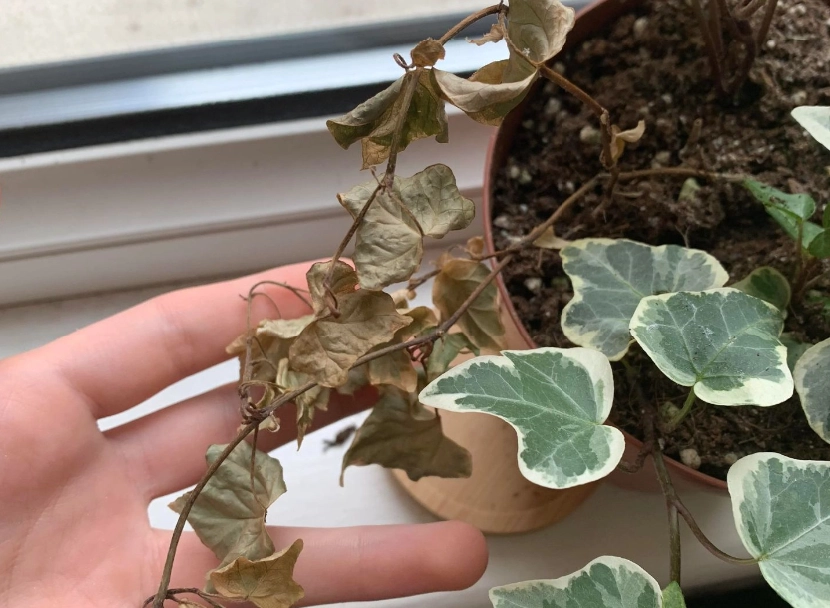 常春藤病虫害防治