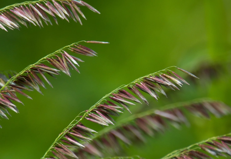 禾本科識別 禾本科識別