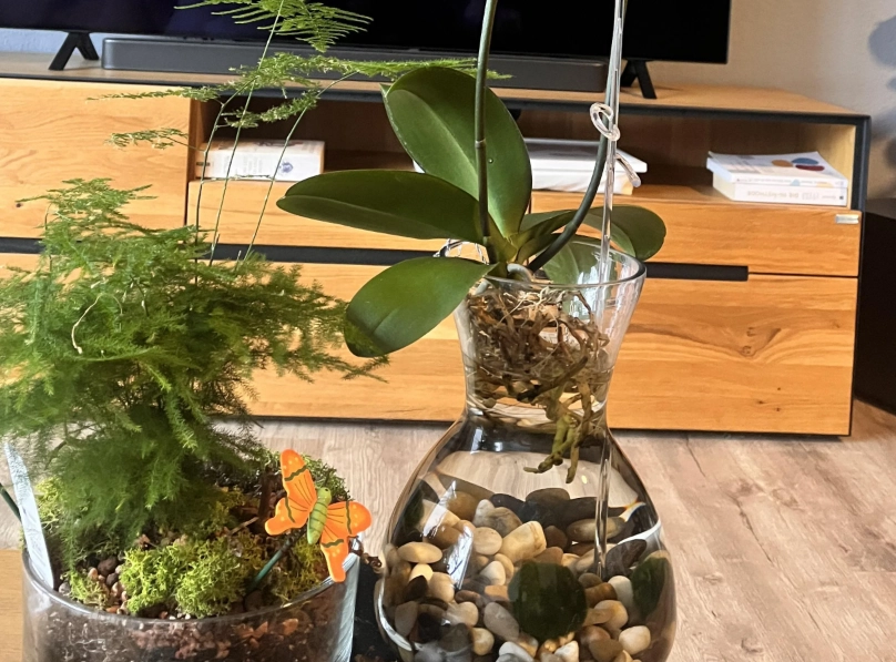 水耕蘭花肥料 水耕蘭花肥料