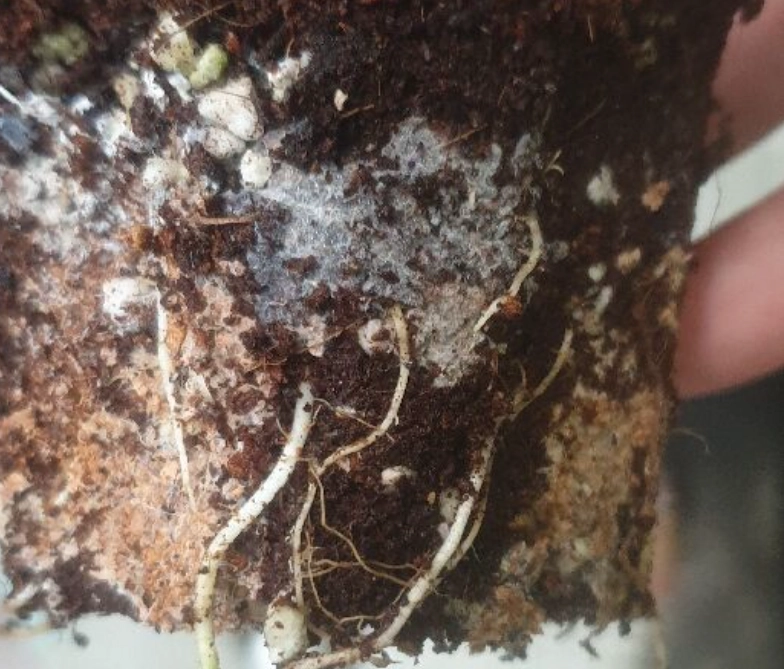 植物根部發霉預防