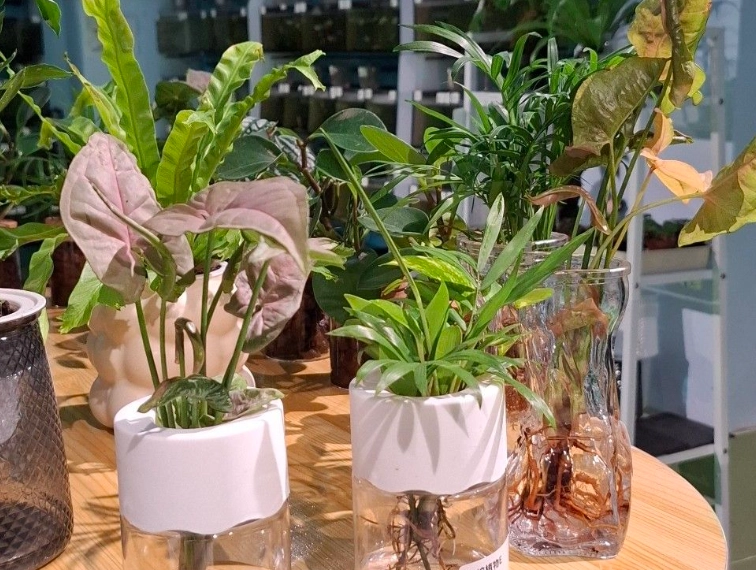 水耕種植優點 水耕種植優點