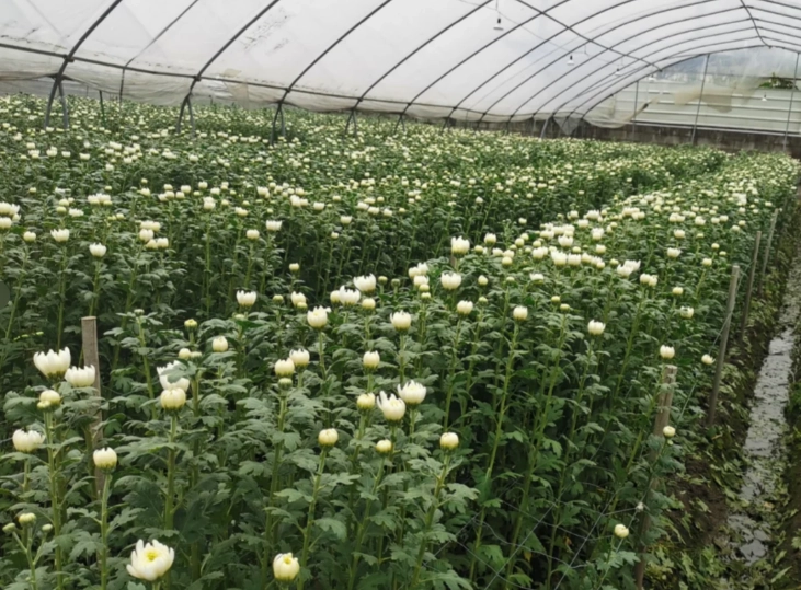 菊花種植季節 菊花種植季節