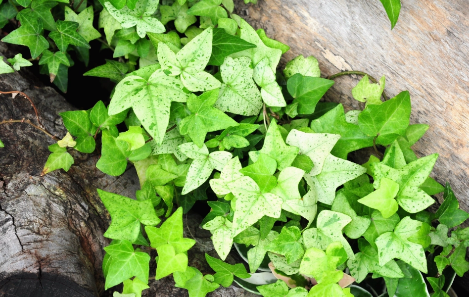 常春藤葉子用途