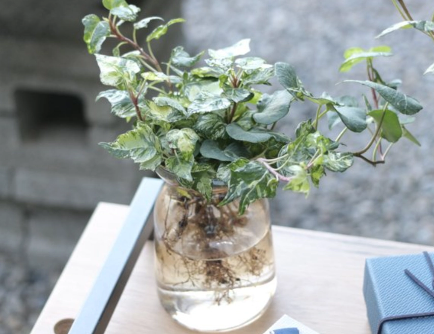 斑葉常春藤水耕方法