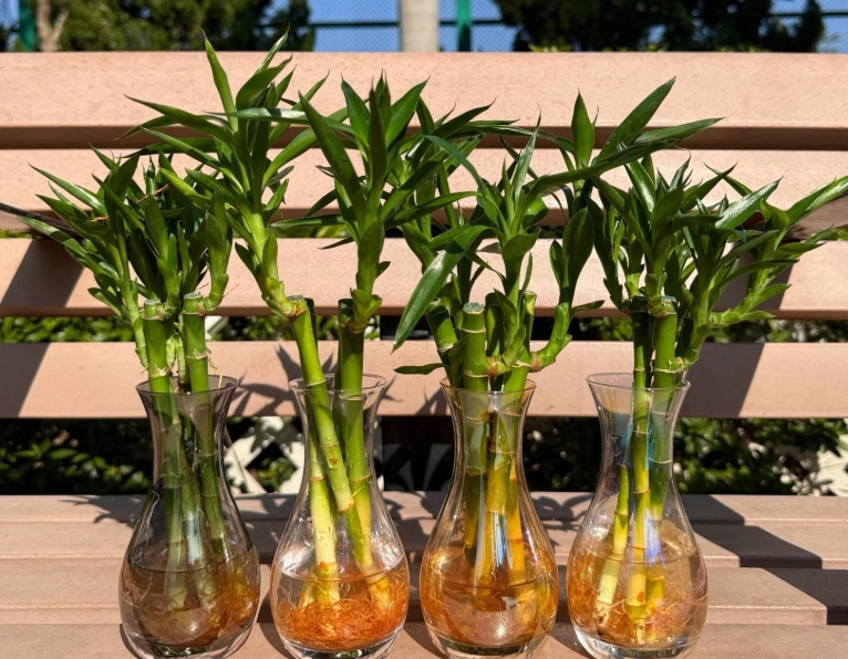 富貴竹對寵物有害 富貴竹對寵物有害