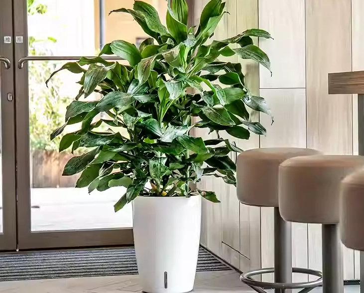 高花盆種植技巧 高花盆種植技巧