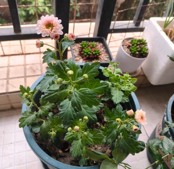 菊花種植季節 菊花種植季節