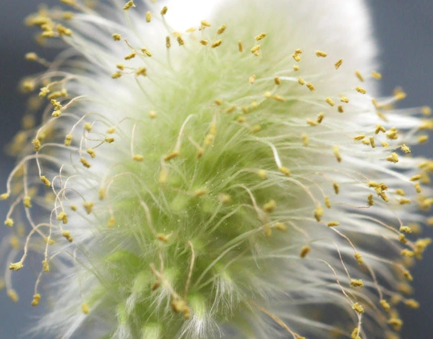 銀柳養護 銀柳養護