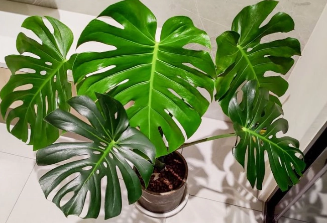 低光照室內植物 低光照室內植物