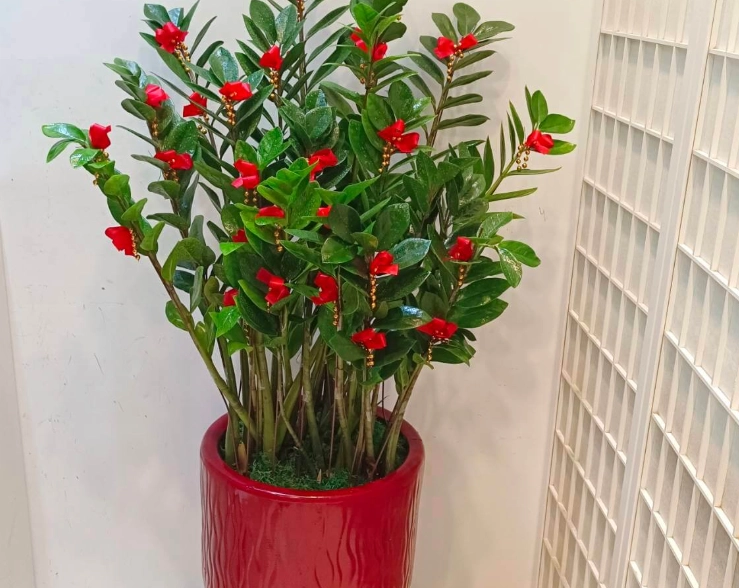 落地金錢樹照顧