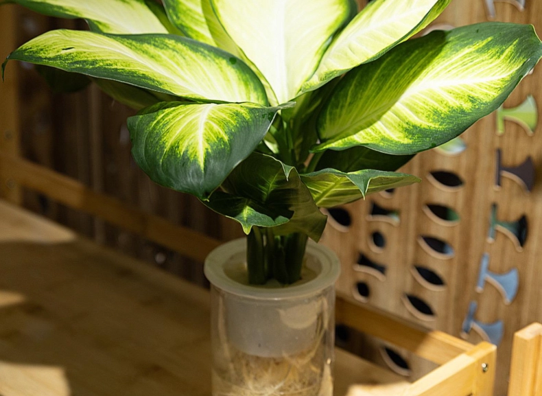 家庭水耕種植 家庭水耕種植