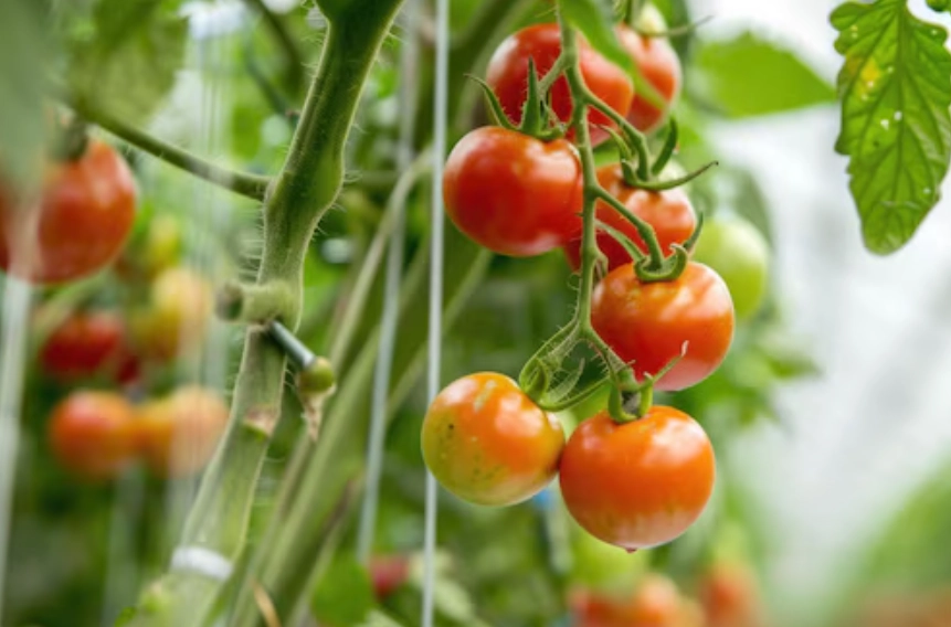 番茄收穫時間