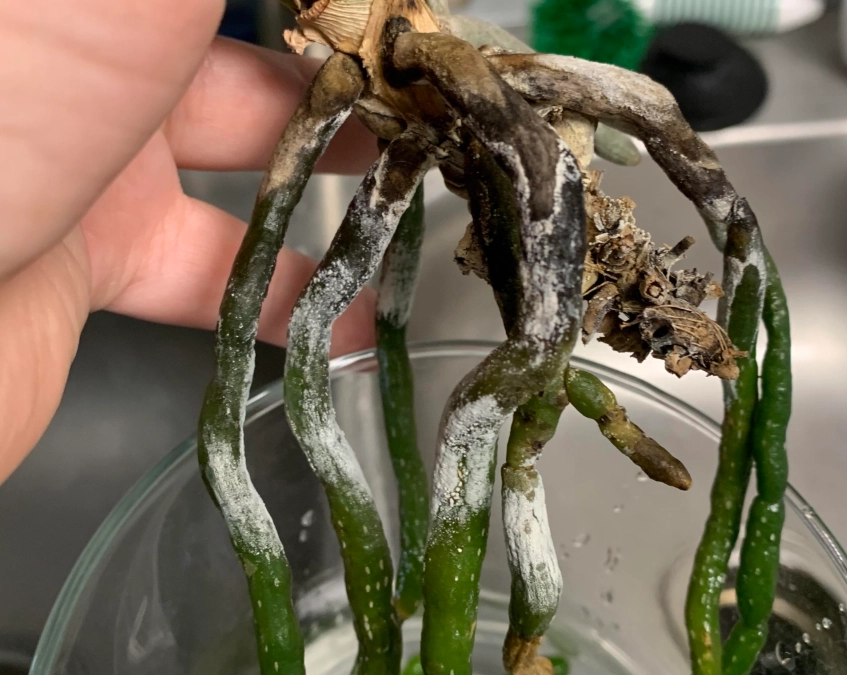 水種植物根部發霉處理