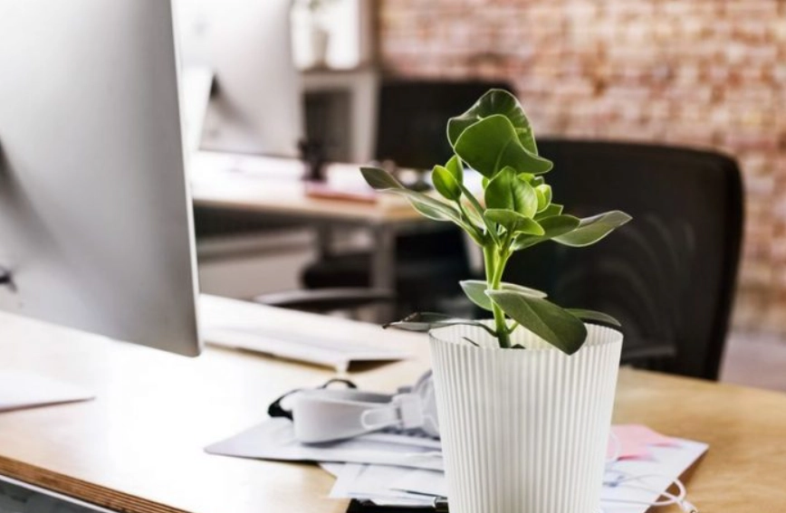 办公室植物推荐
