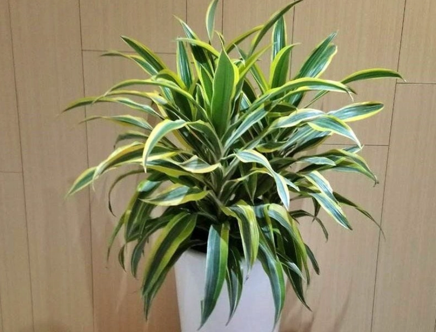 耐陰植物推薦 耐陰植物推薦